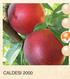 caldesi 2000 nektarina-sadnice-agrokalemplod_4