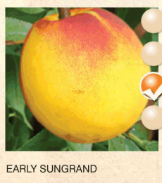 early sungrand nektarina-sadnice-agrokalemplod_3