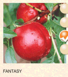 fantasy nektarina-sadnice-agrokalemplod_7