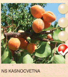 ns kasnocvetna nektarina-sadnice-agrokalemplod_1