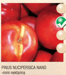 pinus nucipersica nano nektarina-sadnice-agrokalemplod_6