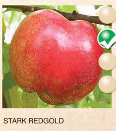 stark redgold nektarina-sadnice-agrokalemplod_5